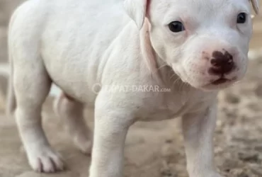 Chiot Pit Bull